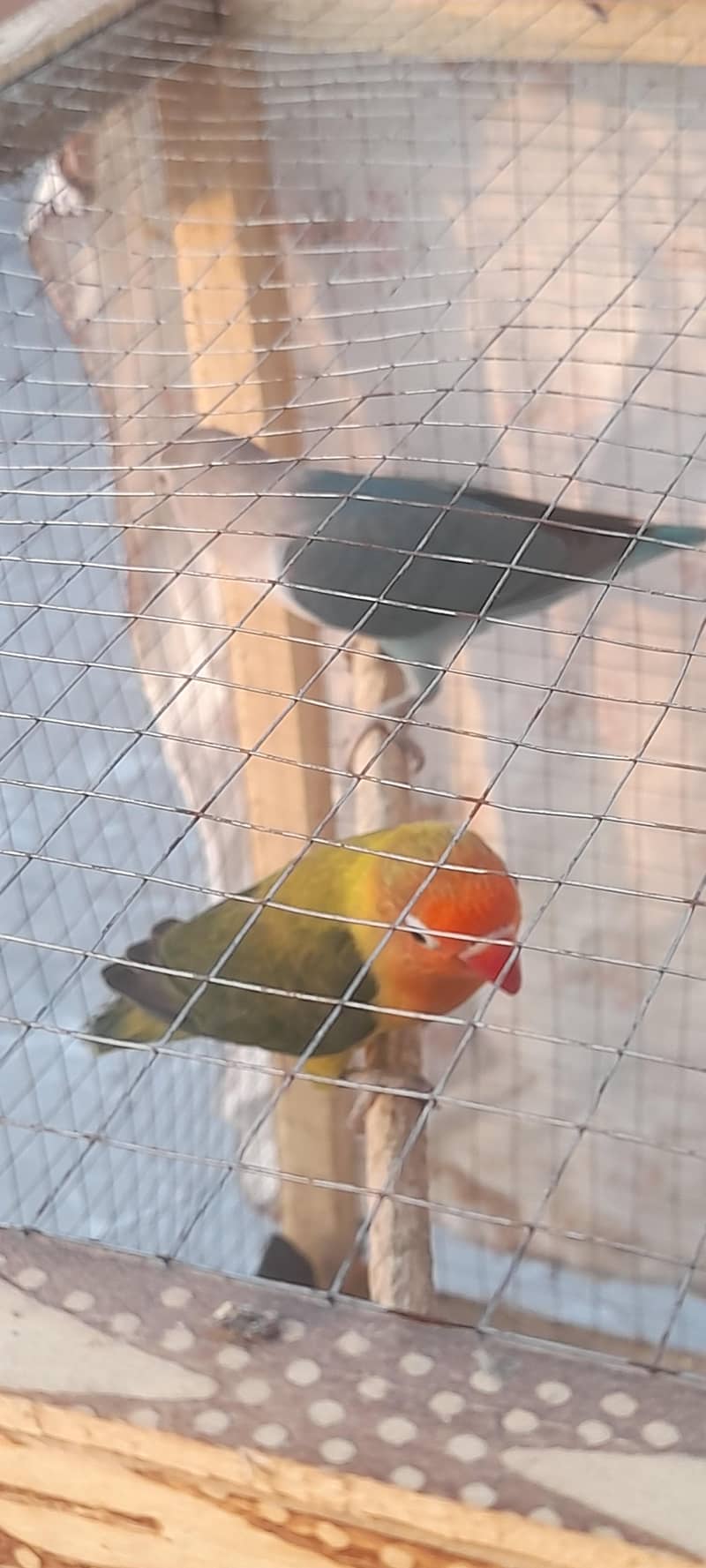breeder pair 1
