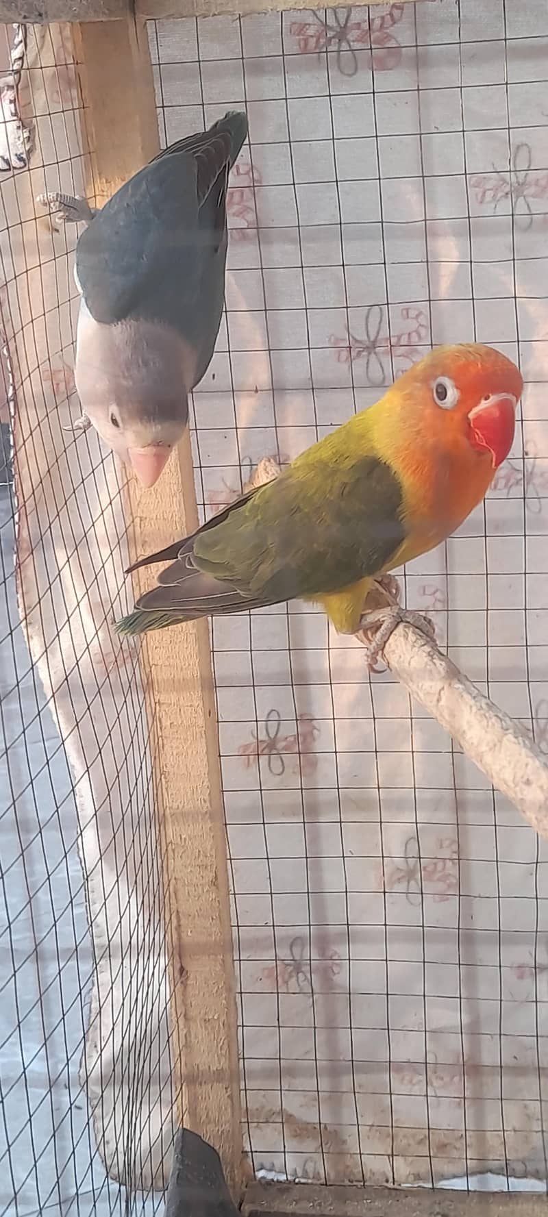 breeder pair 2