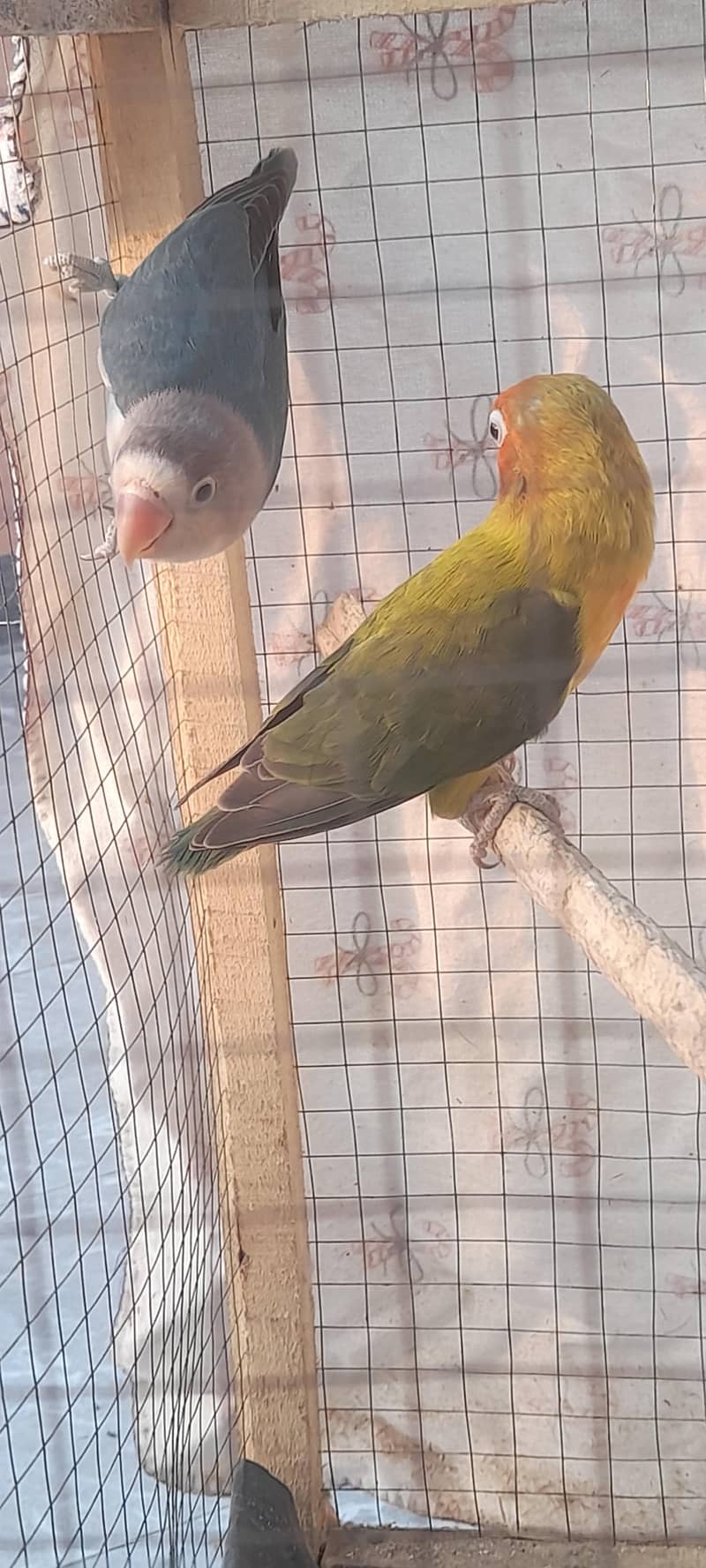 breeder pair 3