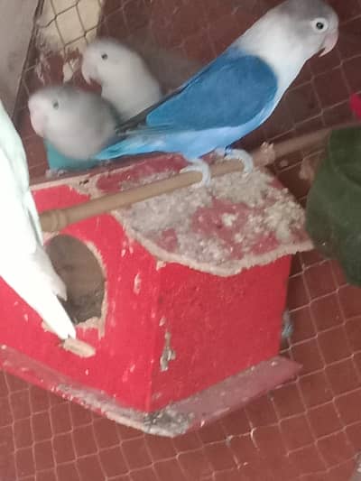 3 pair love birds for sale