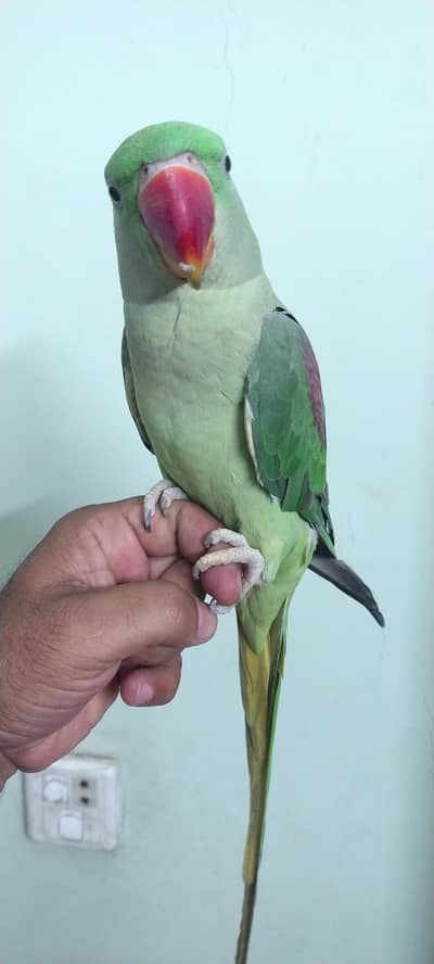 Pahari kashmiri full tamed