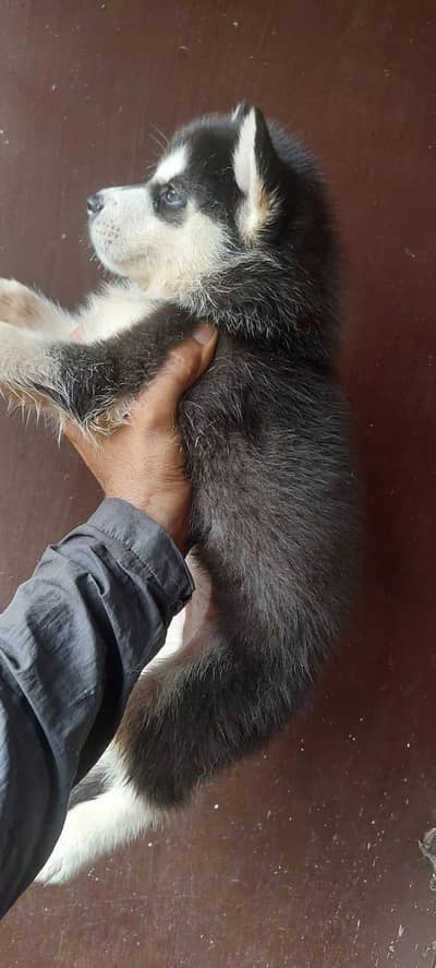 Siberian Husky puppies for sale