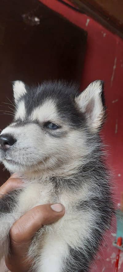 Siberian Husky puppies for sale