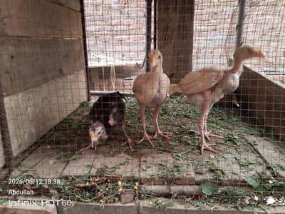hen for sale
