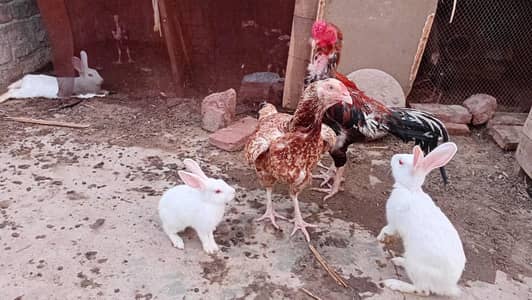 aseel hen for sale