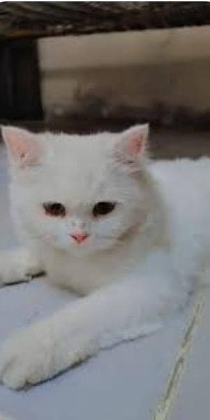 pershion cats