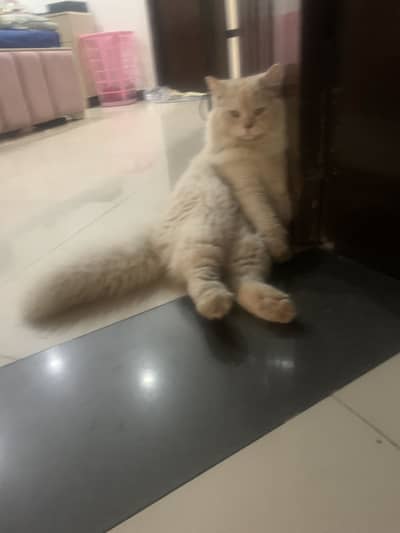 beautiful and playful Persian cat for sale