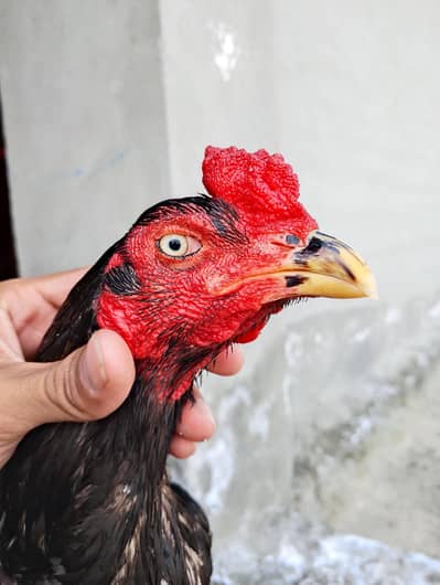 Black Mushkal Long Hight