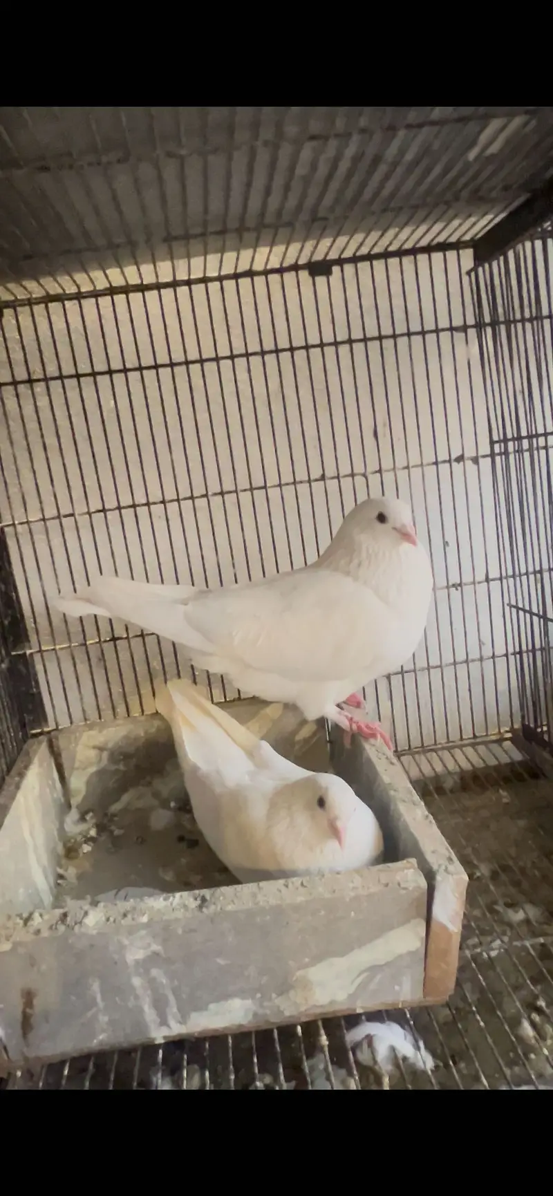 Sale pigeons And exchange — photo 3