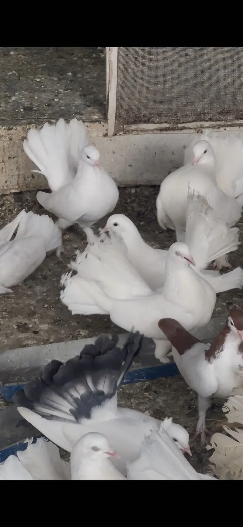 Sale pigeons And exchange — photo 4