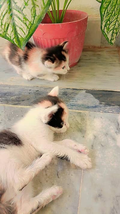 4 kittens with cat