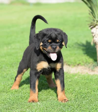 rottweiller / top quality / healthy and ative