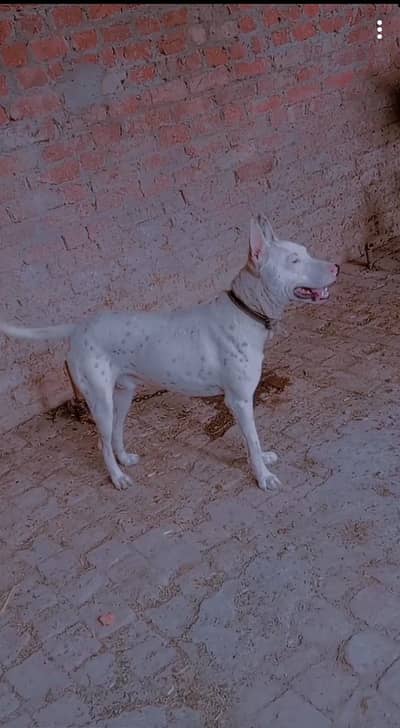 kohati gultair male for sale