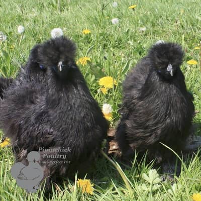 White & Black Silkie   chicks 03232216041