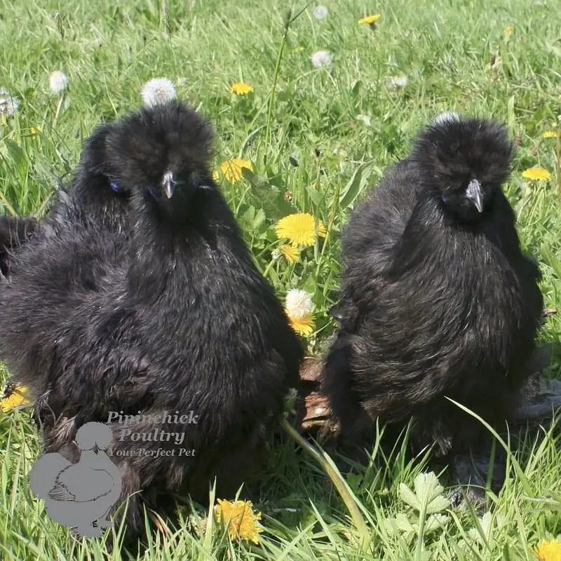 White & Black Silkie   chicks 03232216041