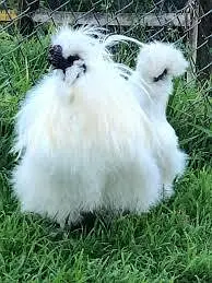 White & Black Silkie   chicks 03232216041 — photo 2