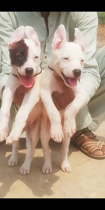 Guwahati gultair dog for sale