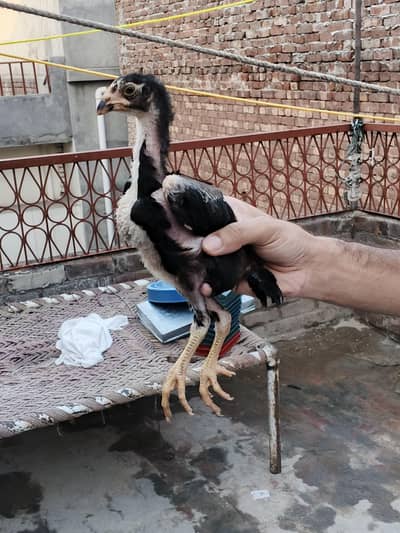 Aseel hens for sale - Beautiful and Healthy