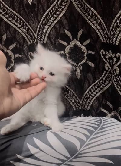 Triple coat playing and fluffy kitten wtap 0/3/0/7/7/7/8/2/3/5/4