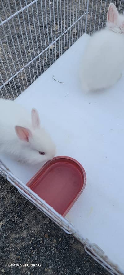 florida white rabbit