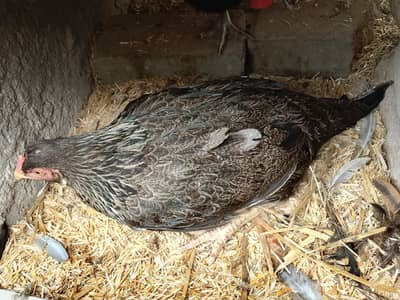 breeder aseel hen