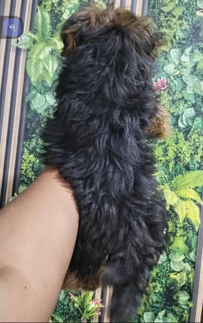 Shih Tzu | Shihtzu | poodel cross  puppy For sale