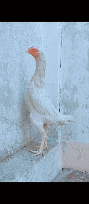 high quality wighte ohh shamo female