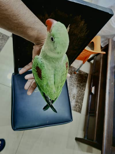 Raw Parrot healthy tame and talk with cage