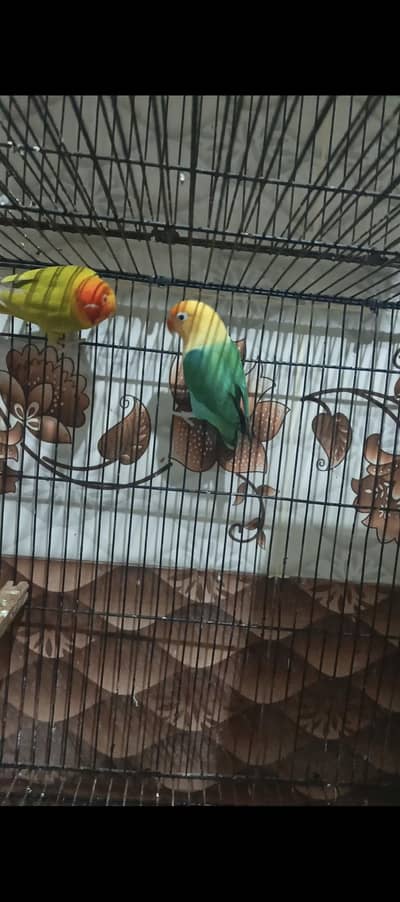 Opaline pf Breeder Pair