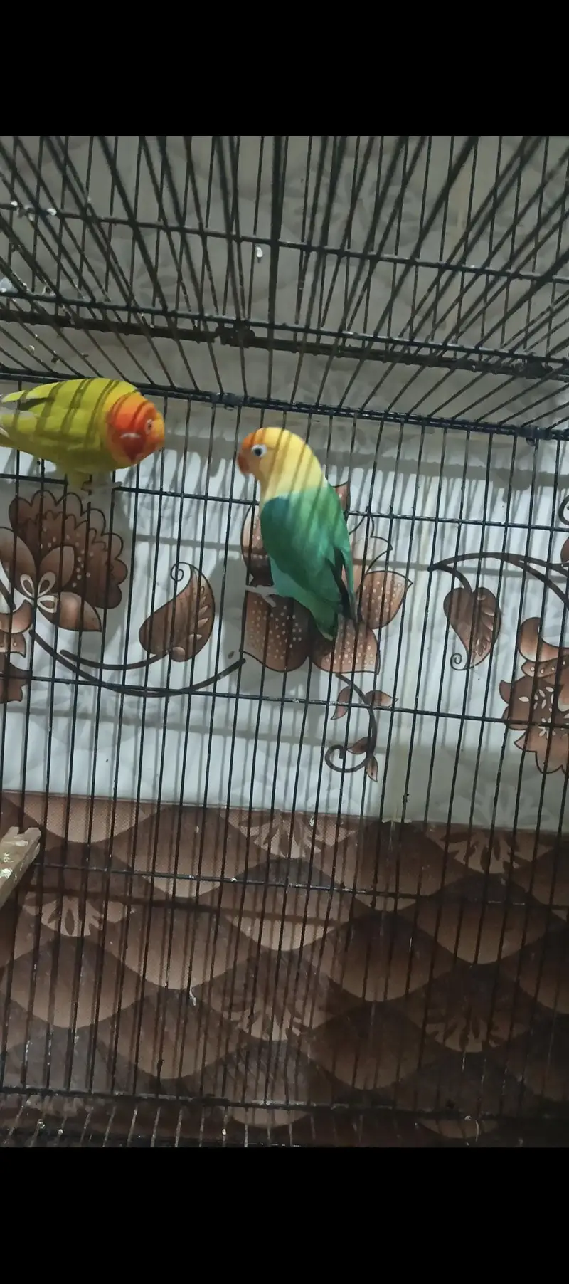 Opaline pf Breeder Pair
