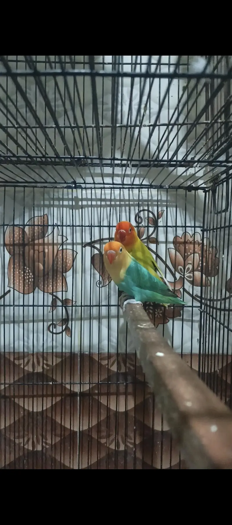 Opaline pf Breeder Pair — photo 2