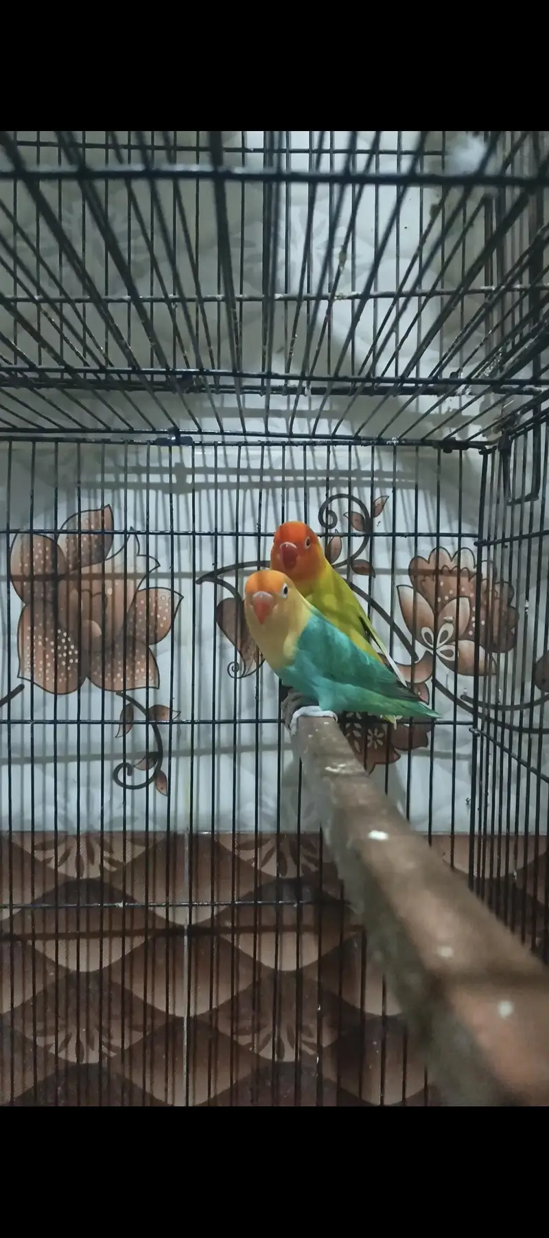 Opaline pf Breeder Pair — photo 3