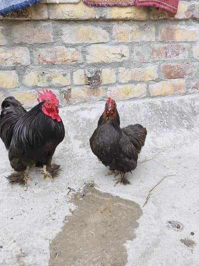 ​Bantam Pairs hens and Pairs for Sale