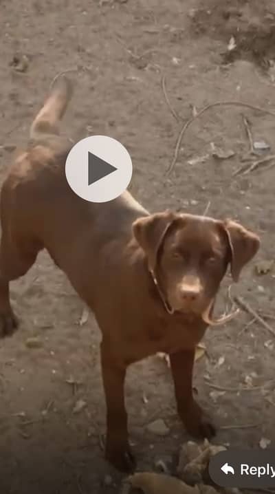 Chocolate brown labrador