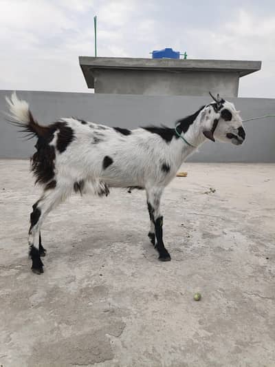 bakri available ha