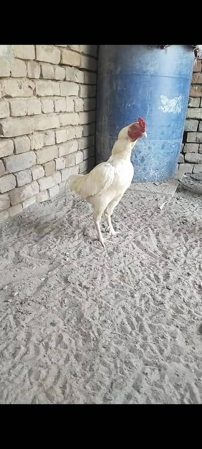 Pure aseel murgha for sale
