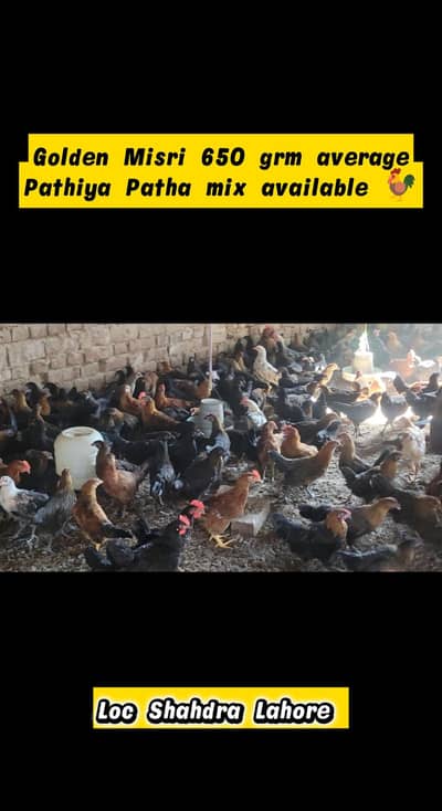 offer rate Golden Misri 600 650 grm pathiya patha mix available