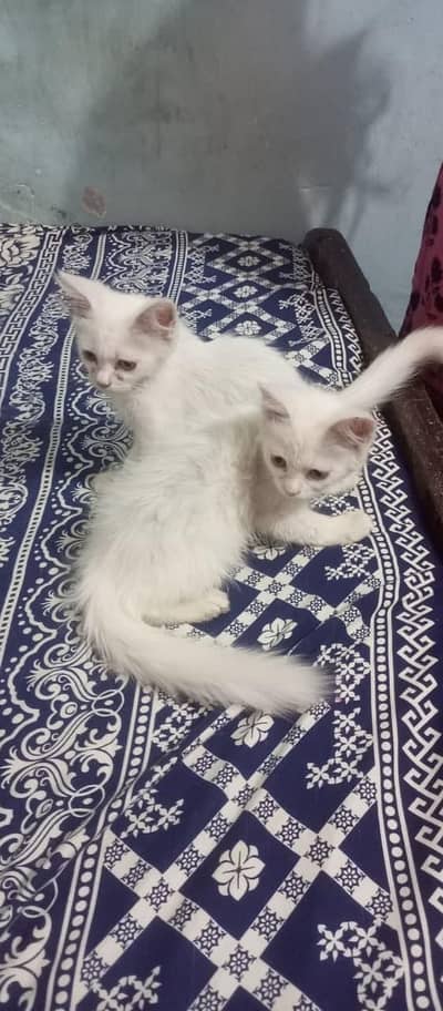 2 white cats for sale