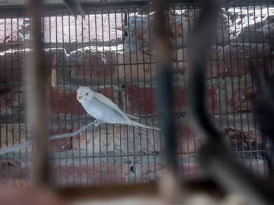 Healthy Budgies (Australian Parrots) Pair & Singles Available for Sale