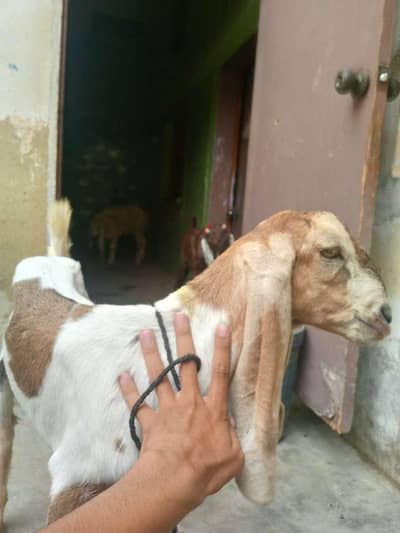 2027 qurbani Bacha for sale Munda  final no bargaining rate 28k