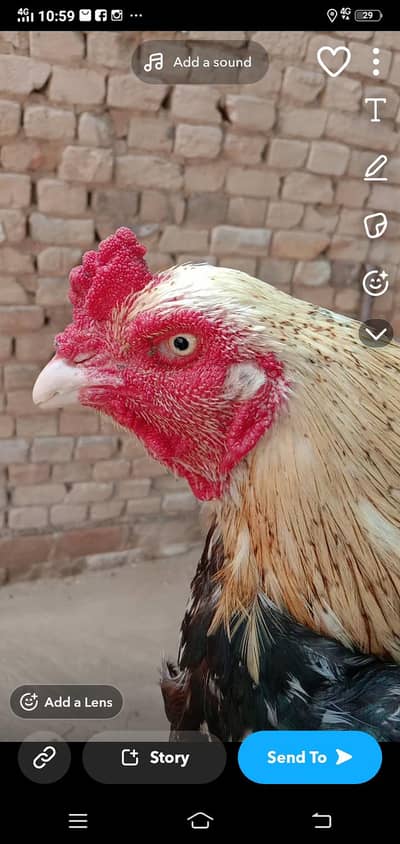 pure aseel murga for sale