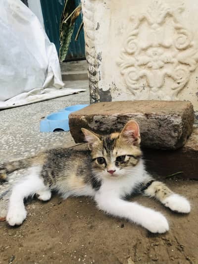 4 kittens for sale