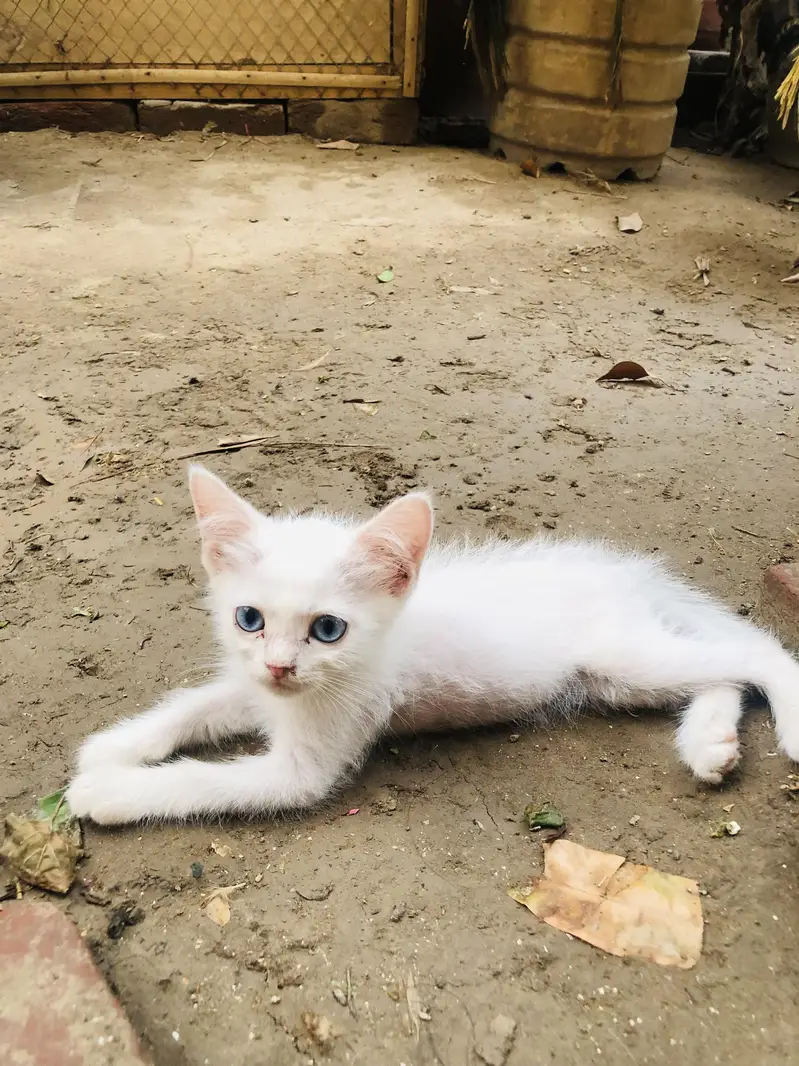 4 kittens for sale — photo 2