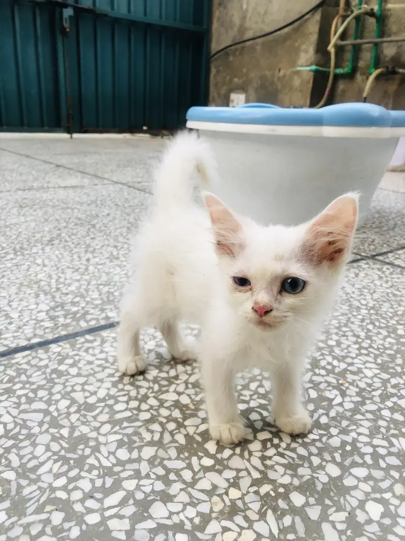 4 kittens for sale — photo 3
