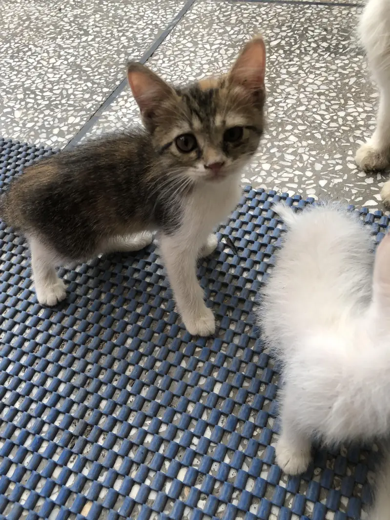 4 kittens for sale — photo 4