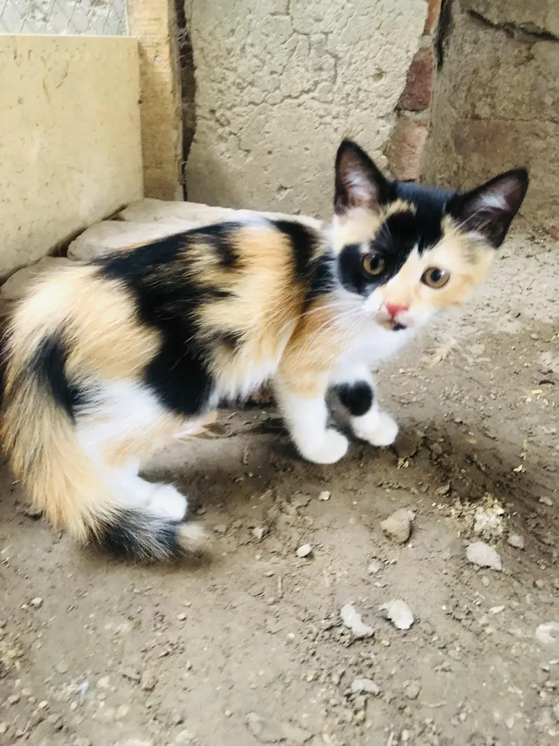 4 kittens for sale — photo 5