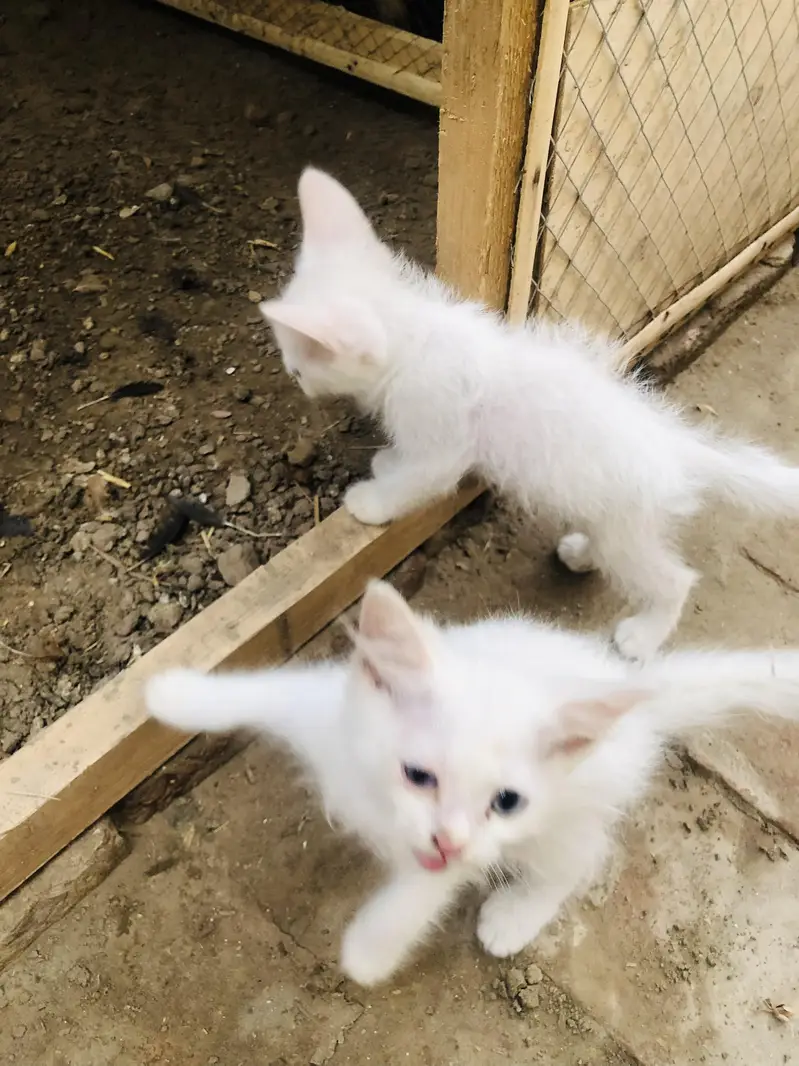 4 kittens for sale — photo 6