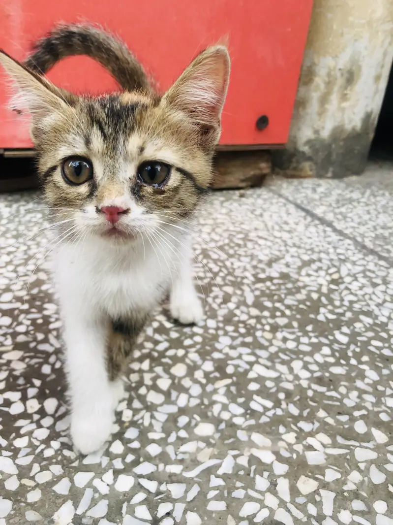 4 kittens for sale — photo 7