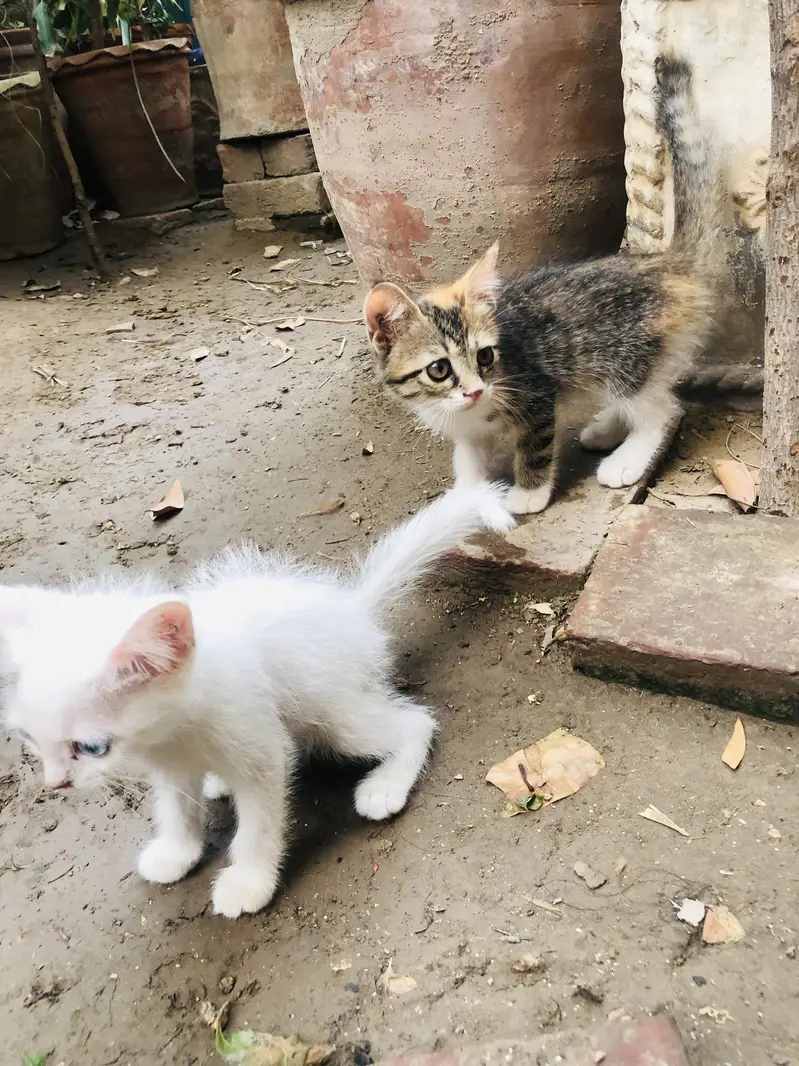 4 kittens for sale — photo 8