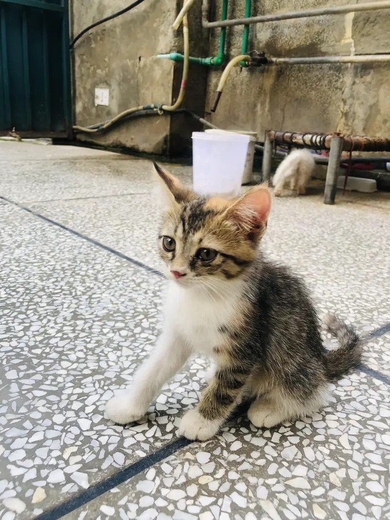 4 kittens for sale — photo 9